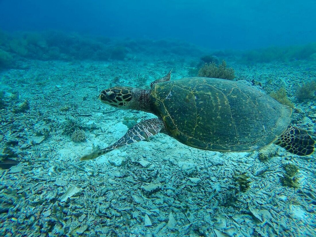 Sea turtle on a coral reef, Indonesia