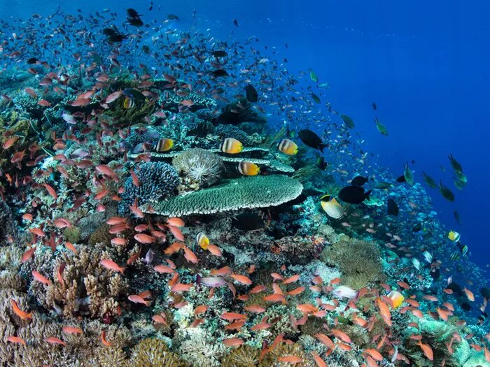 Reef fish over hard coral, Current Alley and Kal's Dream, Alor