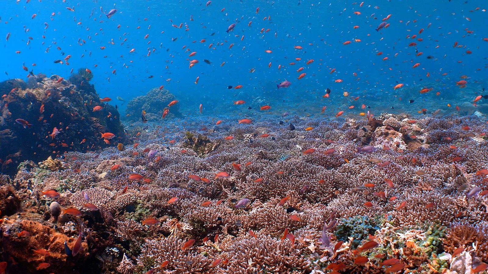 School of reef fish over coral, Alor, Indonesia