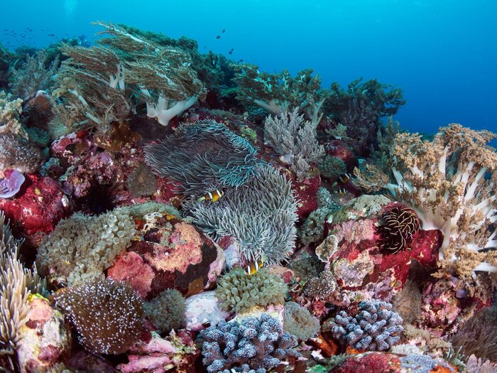 Anemonefish and soft coral garden, Red Sand and Babilonia, Alor