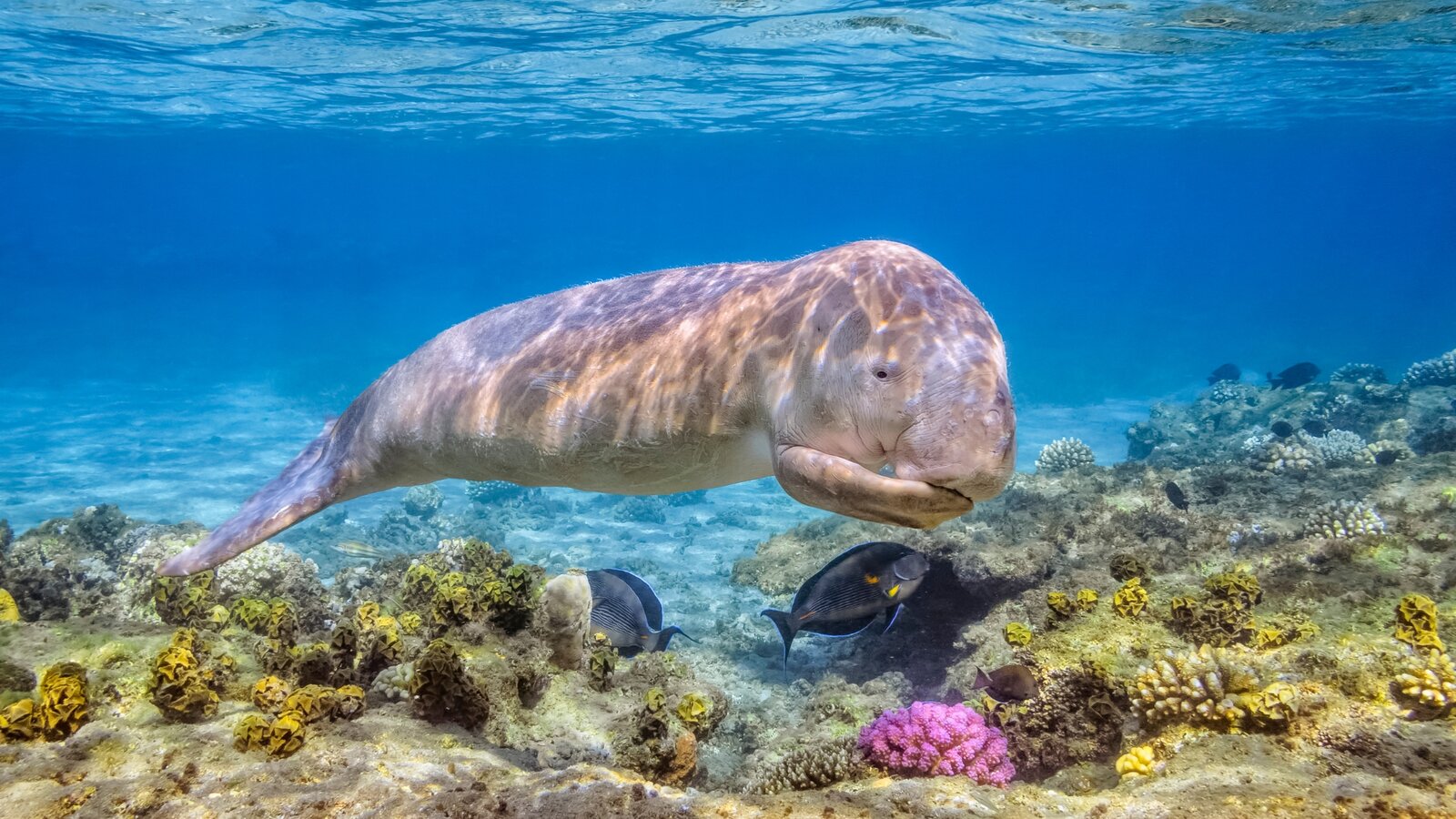 Dugong grazing on a coral reef, Alor, Indonesia