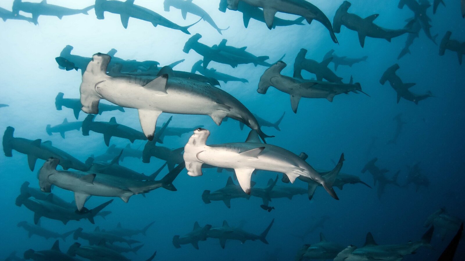 School of hammerhead sharks, Banda Sea, Indonesia