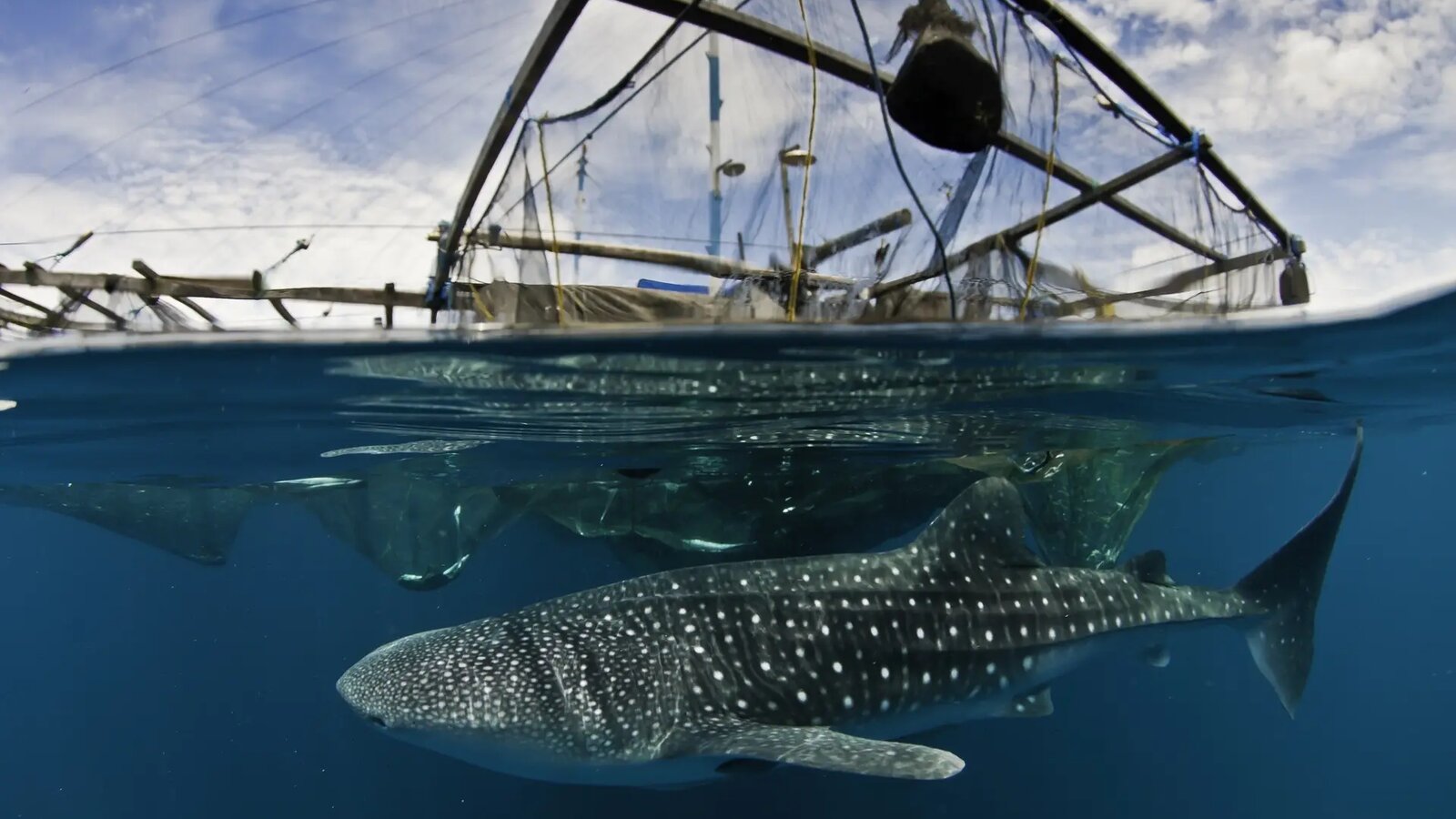 Whale shark beneath a bagan fishing platform, Cenderawasih Bay