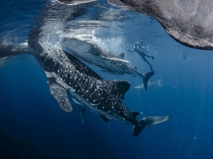 Whale sharks and snorkeler, the Whale Shark Platforms, Cenderawasih Bay