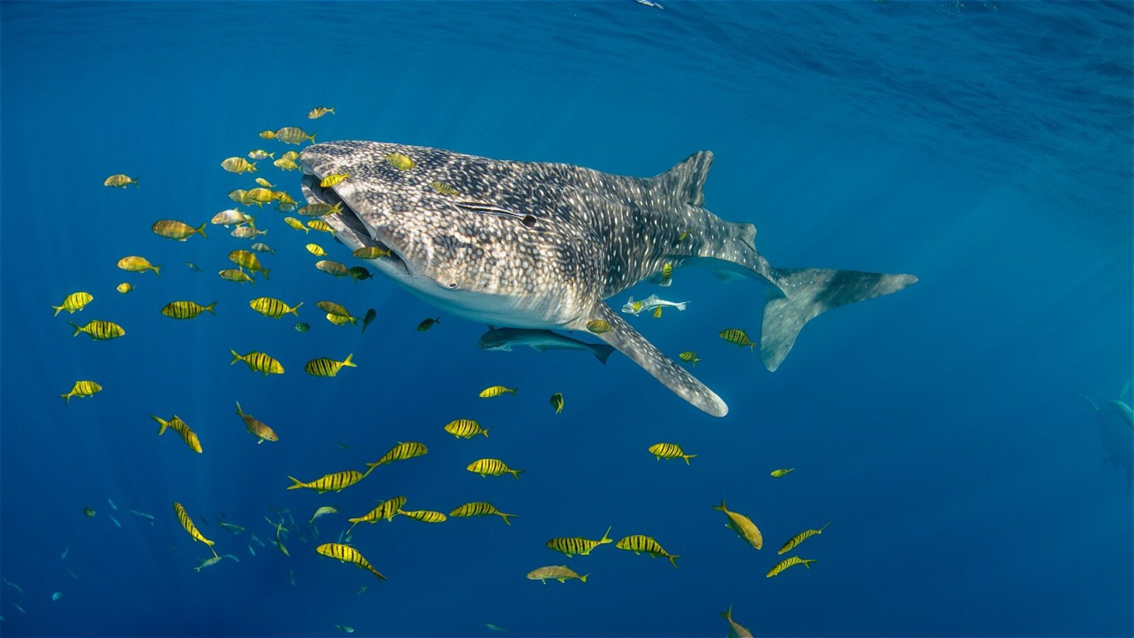 Whale shark feeding near the surface, Cenderawasih Bay, Indonesia