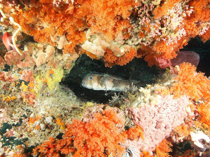 Reef macro life among soft coral, Wetar, Roma, Damar and Nila