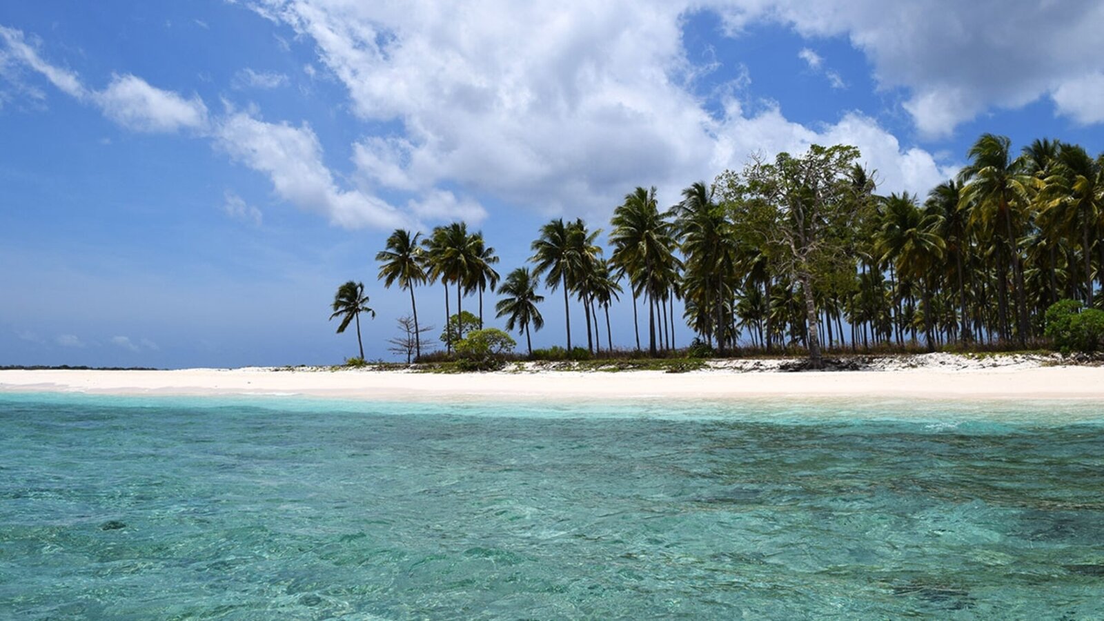 Palm-lined beach and clear water, the Forgotten Islands, Indonesia