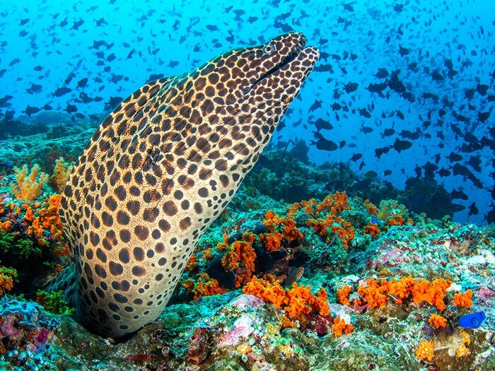 Moray eel and reef fish in current, Currents and Pelagics, Halmahera