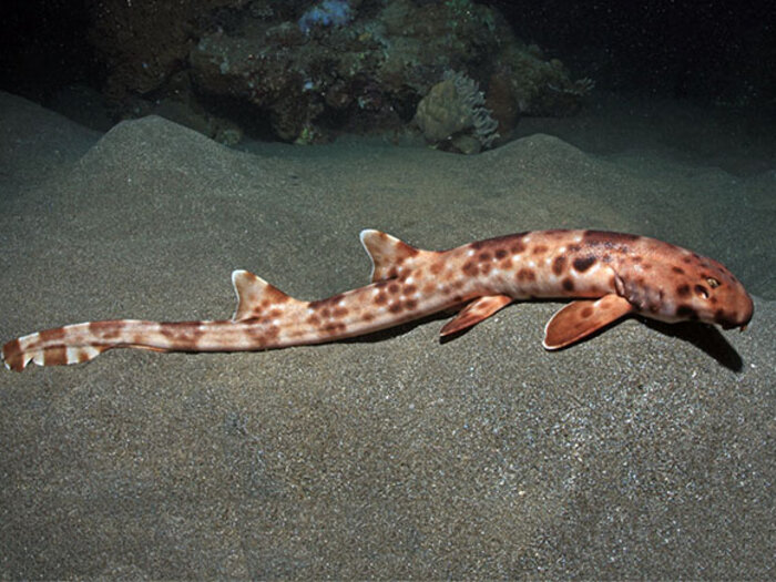 Walking shark on the seafloor, the Walking Shark's Home, Halmahera