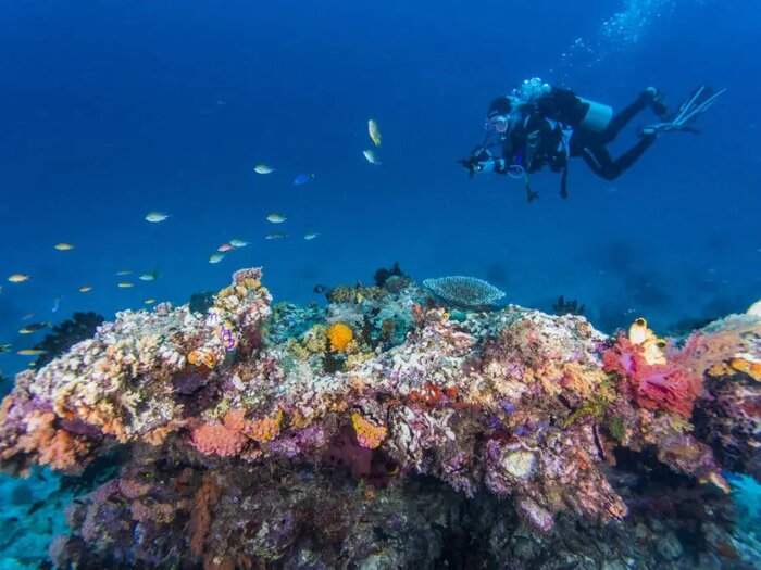 Diver exploring a wreck-encrusted reef, Wrecks and Muck Diving, Halmahera