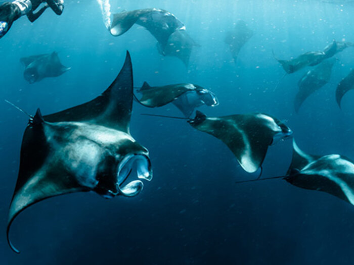 Manta rays at Manta Alley, southern Komodo waters
