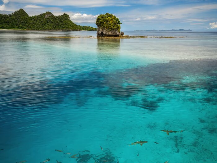 Reef sharks in clear water, Dampier Strait, Raja Ampat