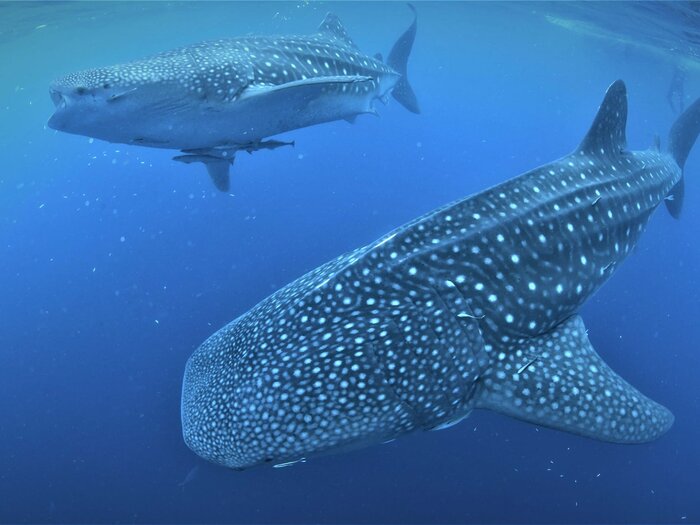 Whale sharks feeding near a bagan fishing platform, Triton Bay