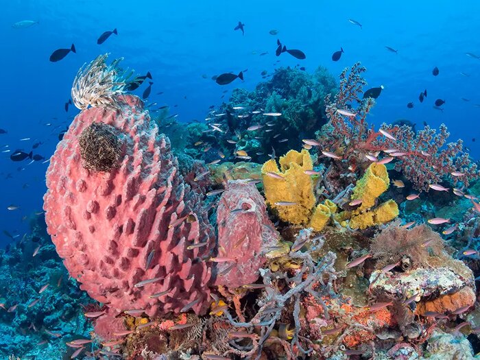 Barrel sponge and reef fish, the Reef Epicenter, Wakatobi